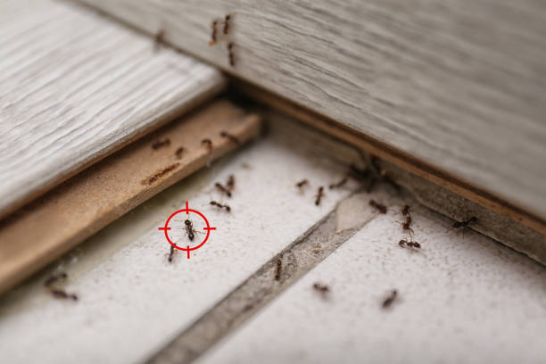 Best Pest Prevention Services  in Sedalia, MO