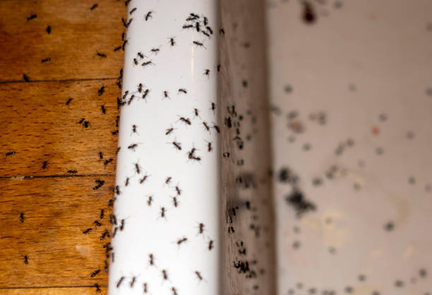 Best Affordable Pest Control Services  in Sedalia, MO